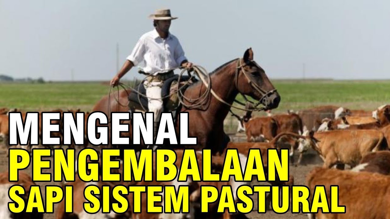 
                                 Peternakan-Sapi-Pastural-Di-Padang-Gembala